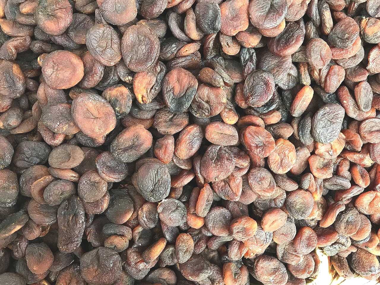 Kuru Kayısı Kurtlanmasın! Aylarca Saklamanın 48 Saatlik Sırrı